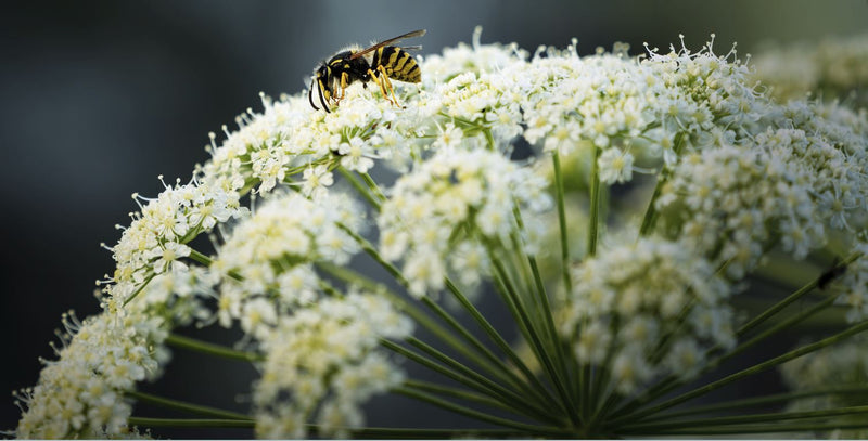 Une guêpe commune est posée sur une fleur d'ombellifère blanche. La vue en gros plan montre l'insecte.