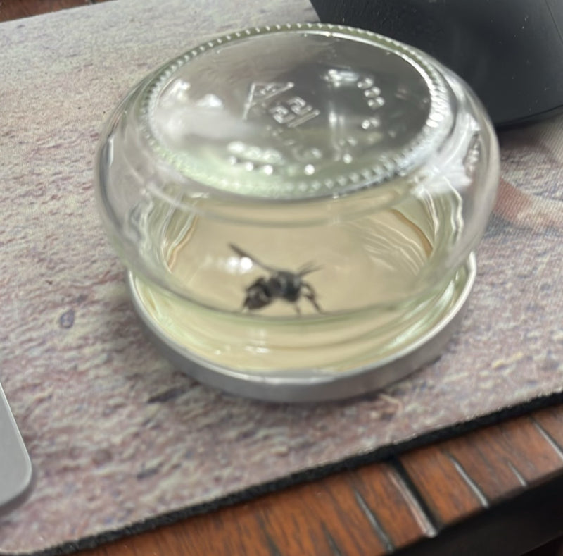 Guêpe commune (genre Vespula) — Bild 1