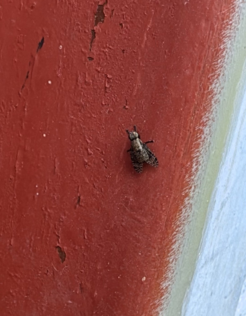 Mouche coussin gris-jaune — Bild 1