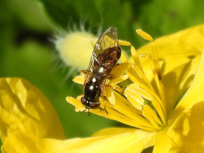 Hoverfly commun des prés — Bild 1