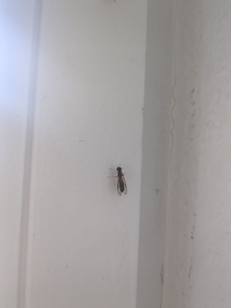 Un syrphe des prairies (Melanostoma mellina) repose sur un mur blanc.