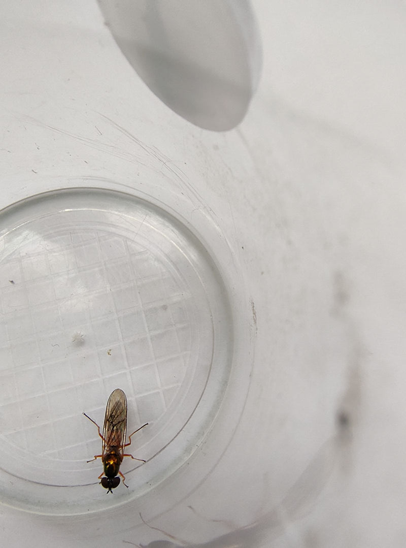 Un syrphe commun est posé au fond d'un récipient en plastique transparent. Il reste immobile dans cette position.