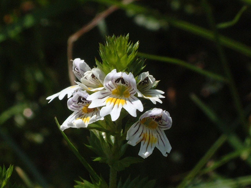 Eyebright — Bild 1