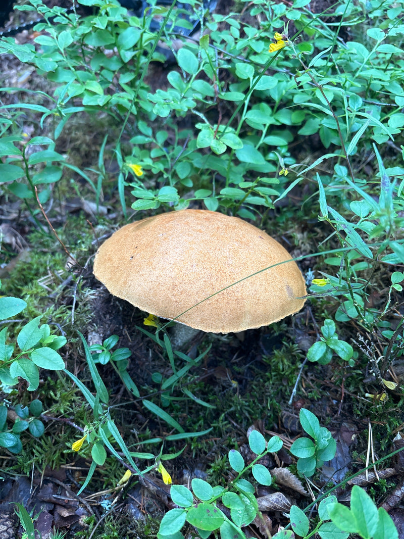 Champignon de bouleau commun — Bild 1