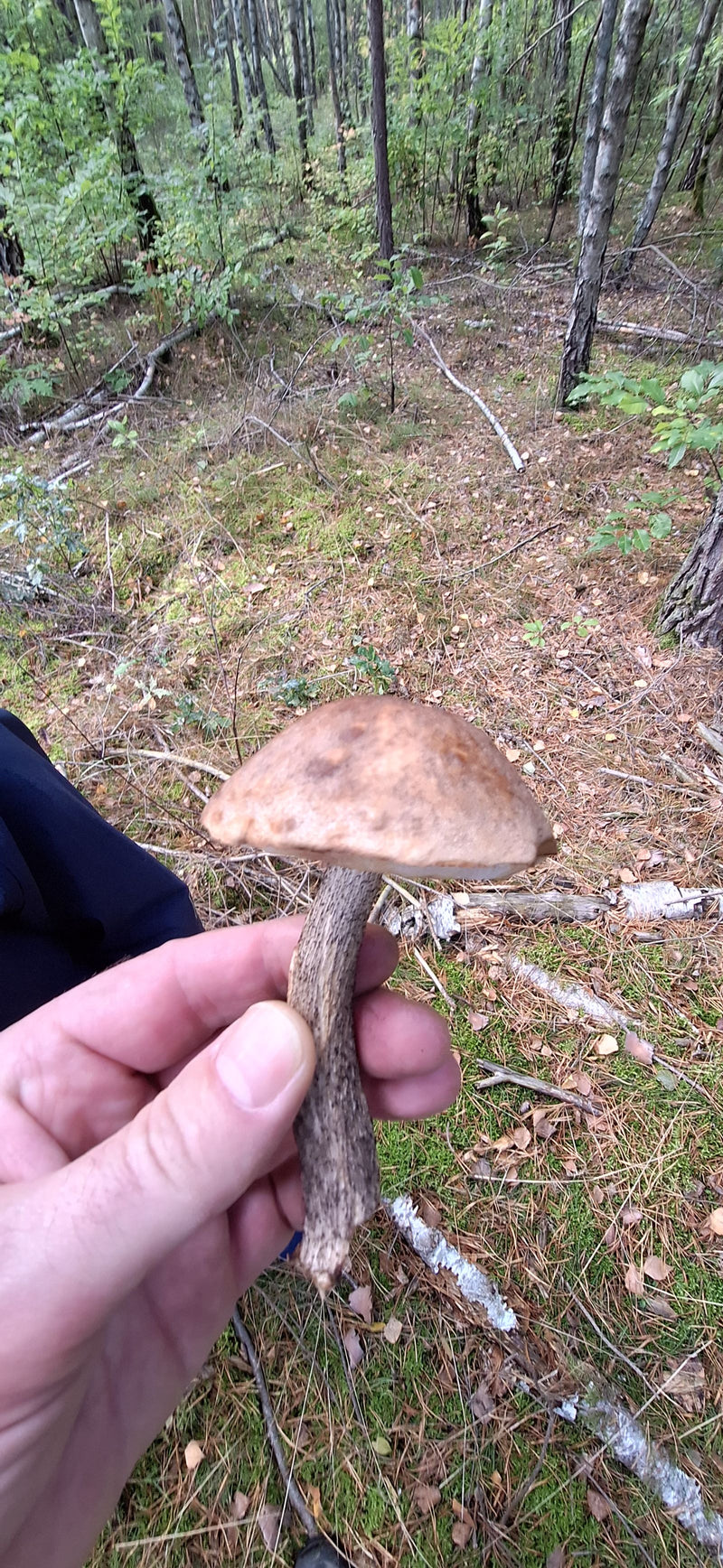 Une personne tient en main un carpophore de bolet rude sur fond de forêt claire.