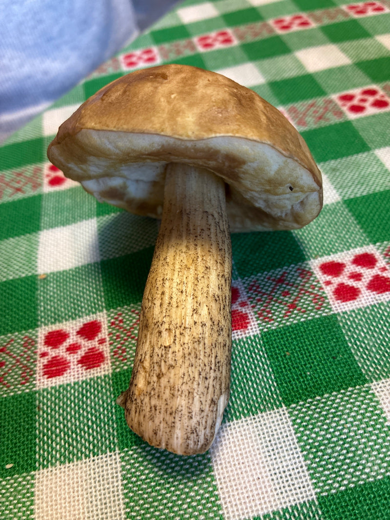 Un bolet rude cueilli repose sur une nappe à carreaux verts et blancs. Le chapeau brun et le pied couvert de squamules sombres sont nettement visibles.