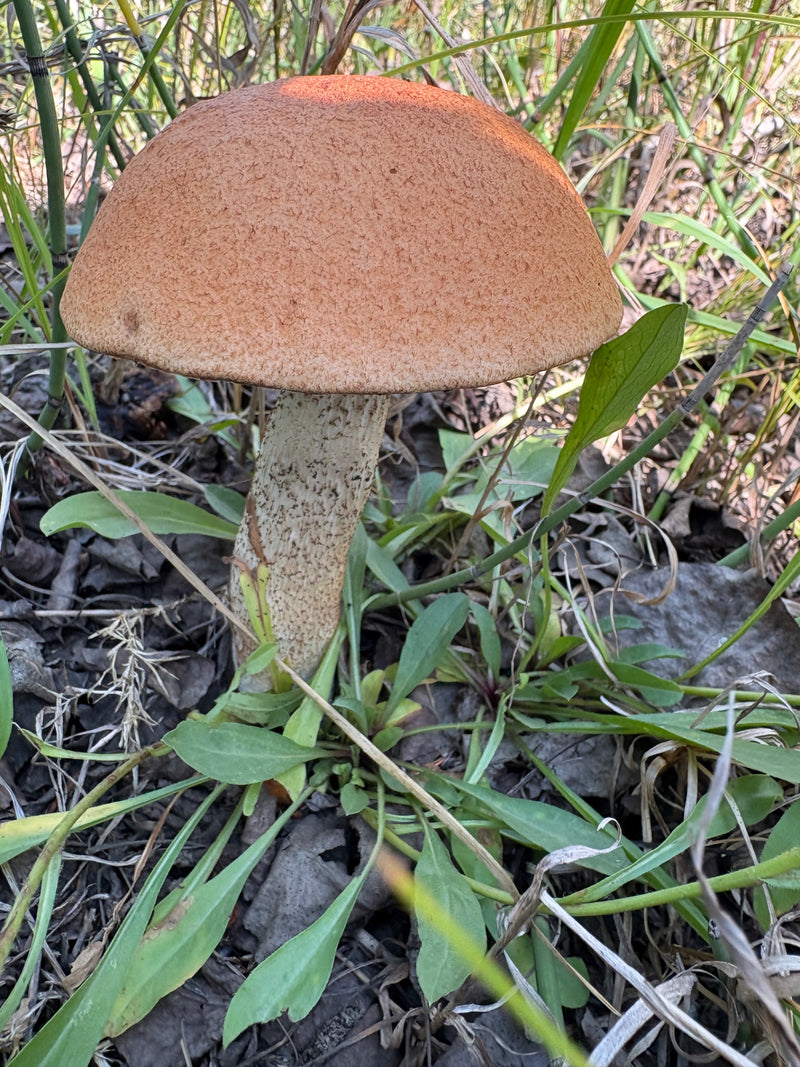 Champignon de bouleau commun — photo 2 sur 18
