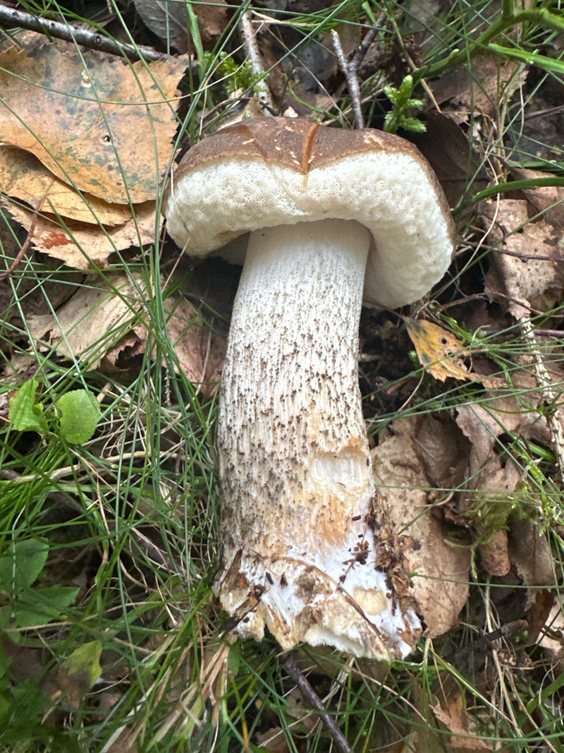 Un sporophore de bolet rude au chapeau brun et au pied écailleux repose sur un sol forestier couvert d'herbe et de feuilles mortes.