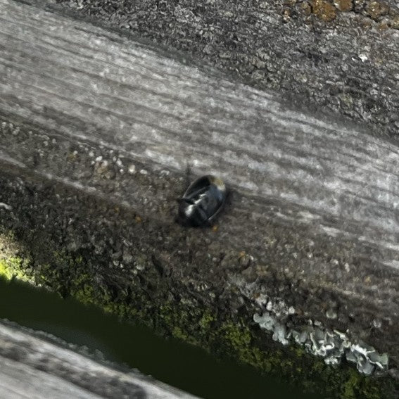 Bousier commun (Sphaeridium scarabaeoides) — Bild 1