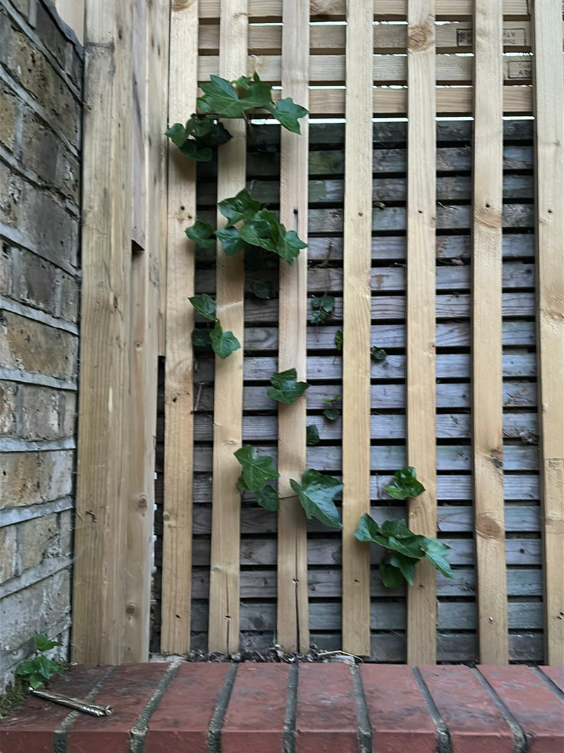 Le lierre grimpe sur une clôture en bois et un mur en briques. Les feuilles typiques sont bien visibles.