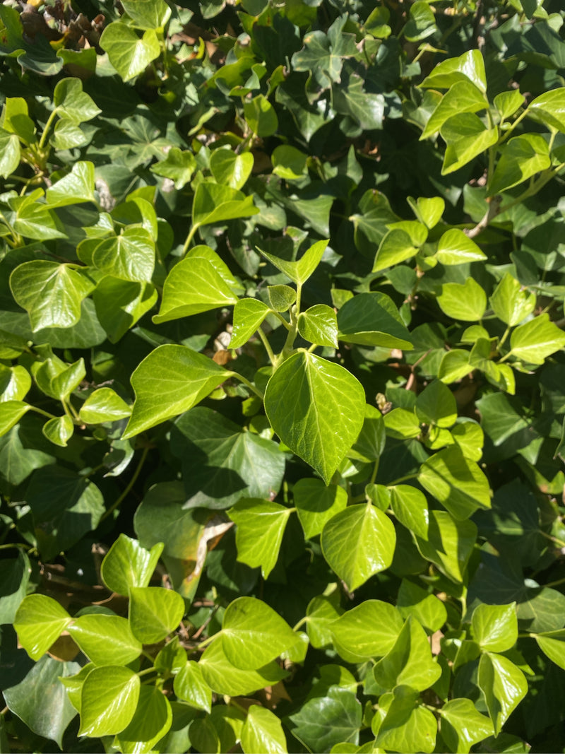 Feuillage dense de lierre aux feuilles vert clair et luisantes sous la lumière du soleil.