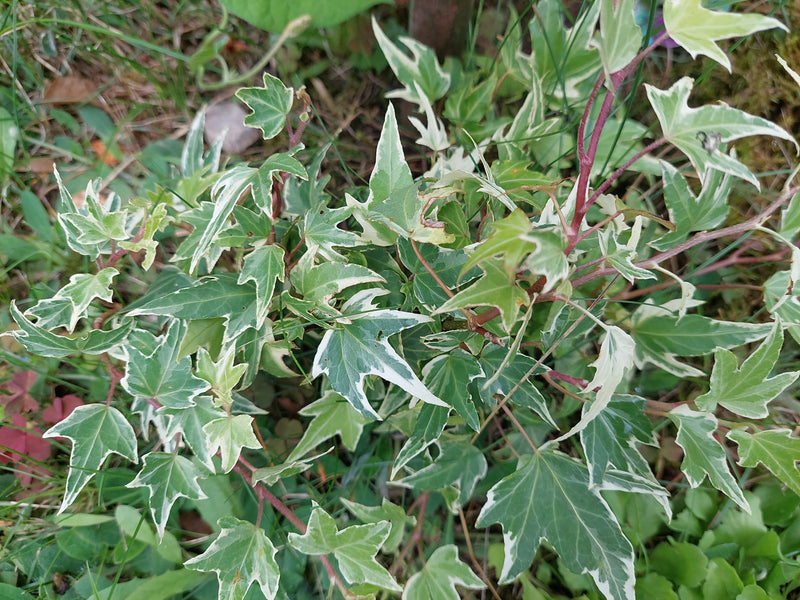 La photo montre un plant de lierre aux feuilles caractéristiques panachées de blanc et de vert, poussant sur le sol. La prise de vue est en plongée.