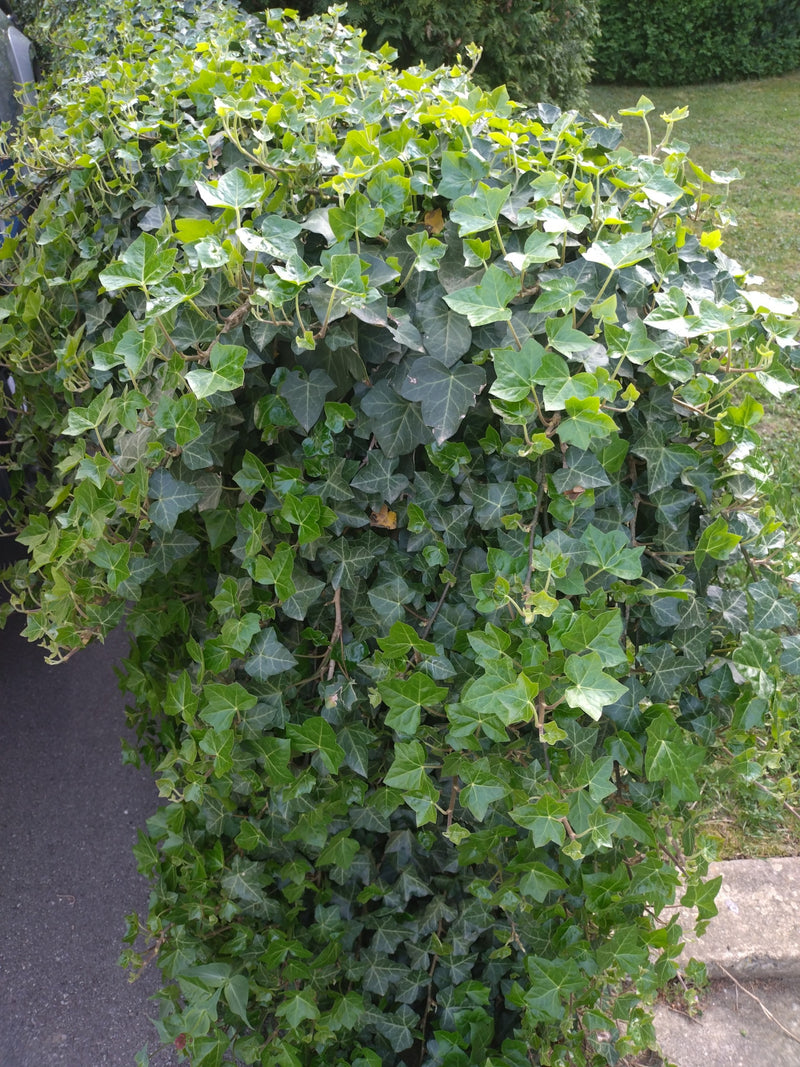 L'image montre une plante de lierre dense avec des feuilles vertes brillantes typiques. Elle pousse en buisson dans le jardin.