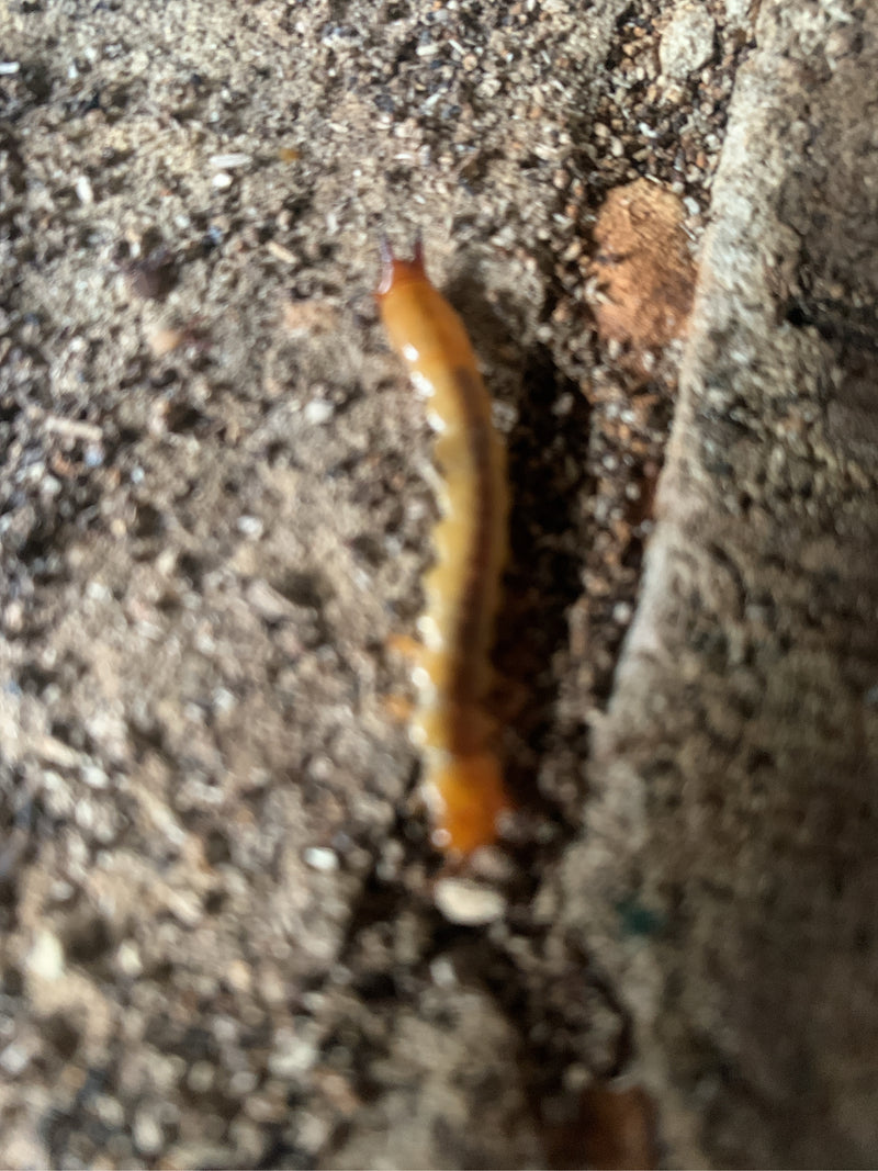 Un géophile commun se déplace sur le sol sablonneux. La photo montre l'animal vu du dessus dans son environnement naturel.