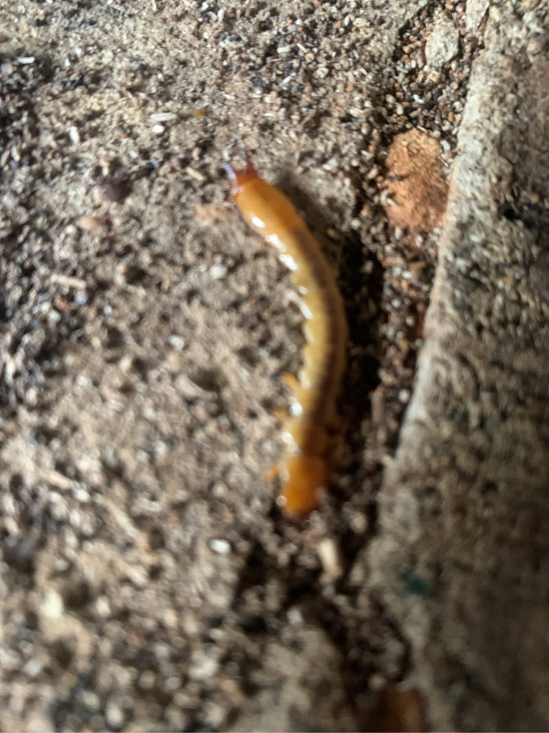 Un géophile commun rampe sur le sol terreux. Le corps élancé et jaunâtre est bien visible.