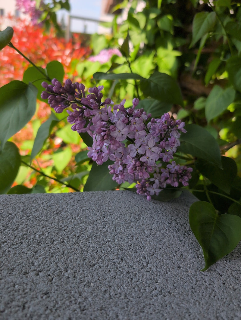 lilas — Bild 1