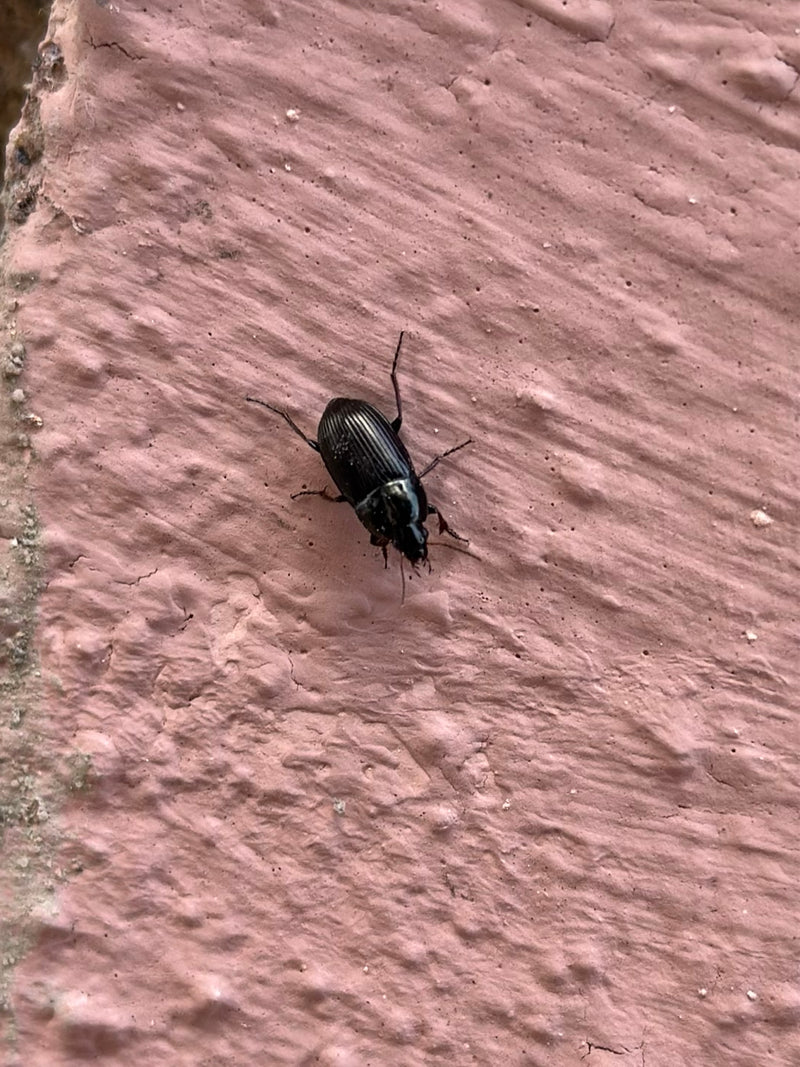 L'image montre un coléoptère noir au corps brillant sur une surface rose texturée. L'insecte est posé au repos, vu du dessus.