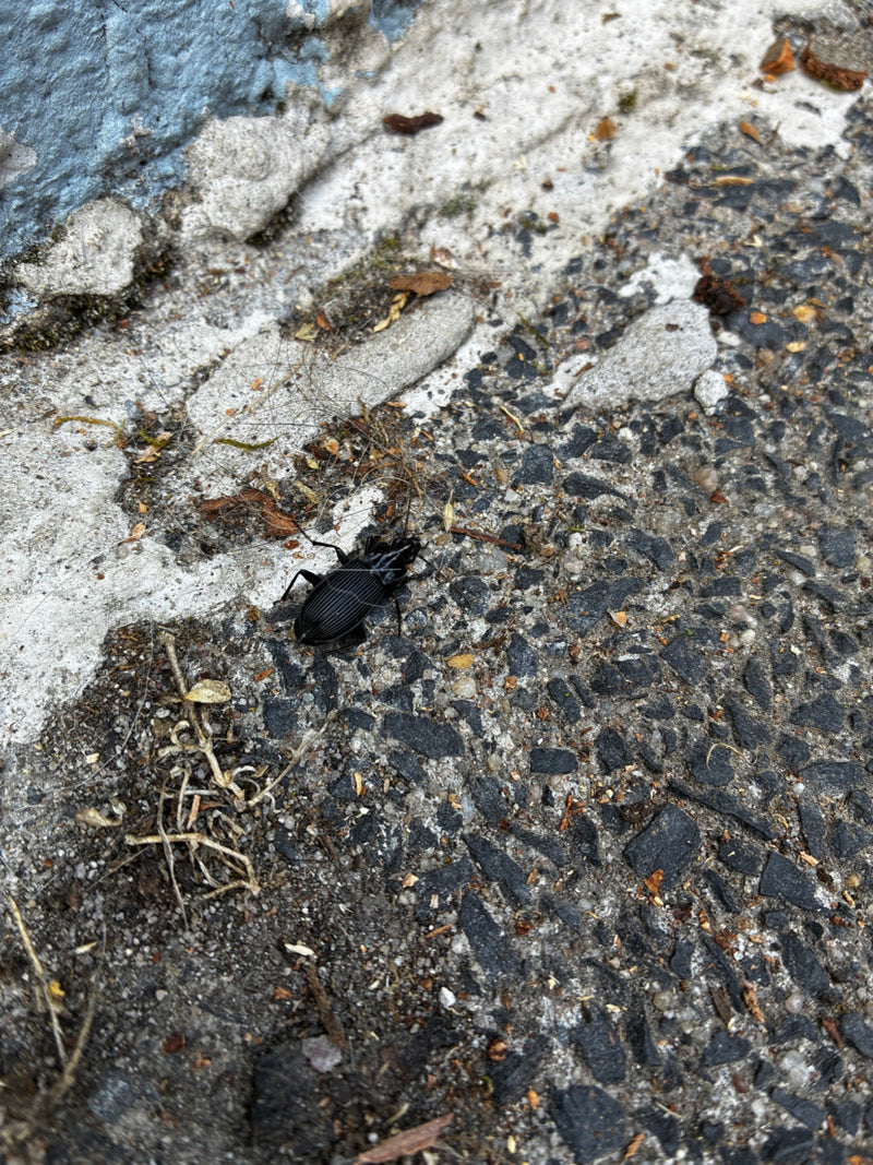 L'image montre un carabe noir commun avec une carapace brillante. Il est posé sur de l'asphalte sombre à côté d'un bord en béton clair.