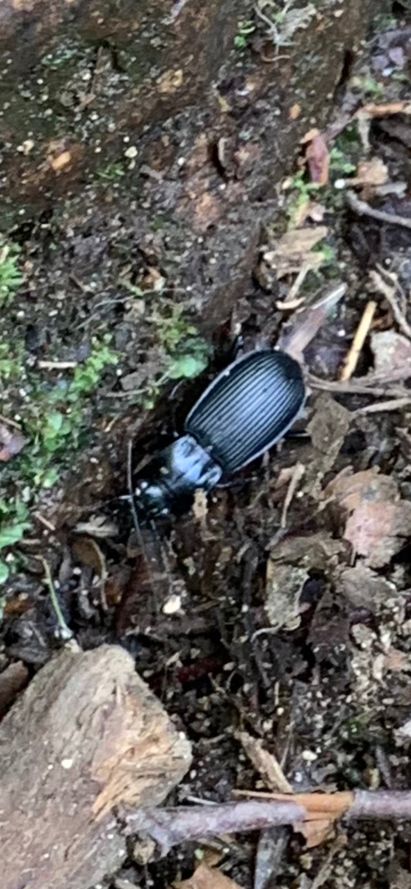 Un carabe noir marche sur le sol forestier humide. Les élytres striés longitudinalement sont clairement visibles.