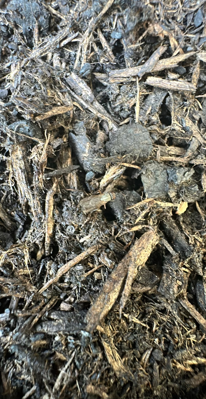 Moule à tête commune — Bild 1