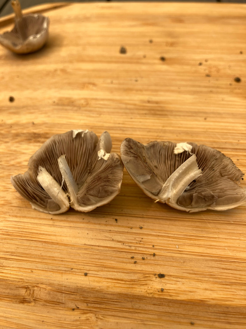 Champignon moule commun — Bild 1