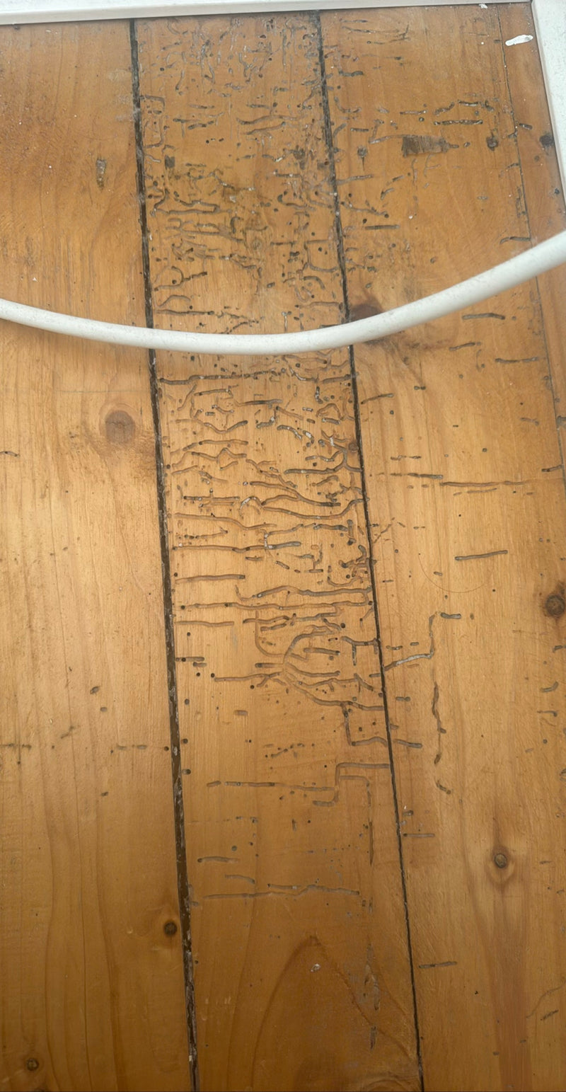 L'image montre des traces de dégâts et des trous de sortie typiques de la vrillette du bois sur un plancher en bois. Les fins tunnels et trous dans le bois t...