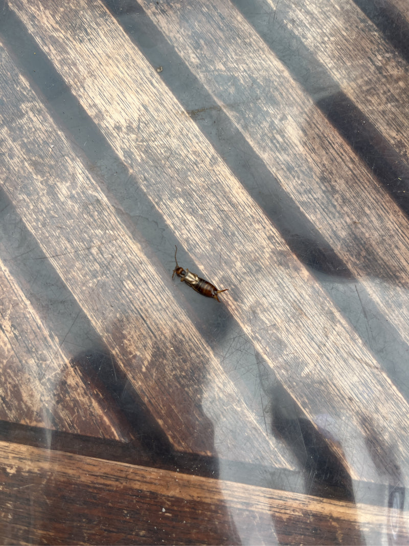 L'image montre un seul perce-oreille sur une surface en bois. L'insecte repose sur le substrat.