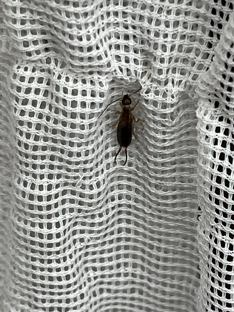 Un perce-oreille est posé sur un filet textile blanc structuré. Les pinces caractéristiques sur l'abdomen sont bien visibles.