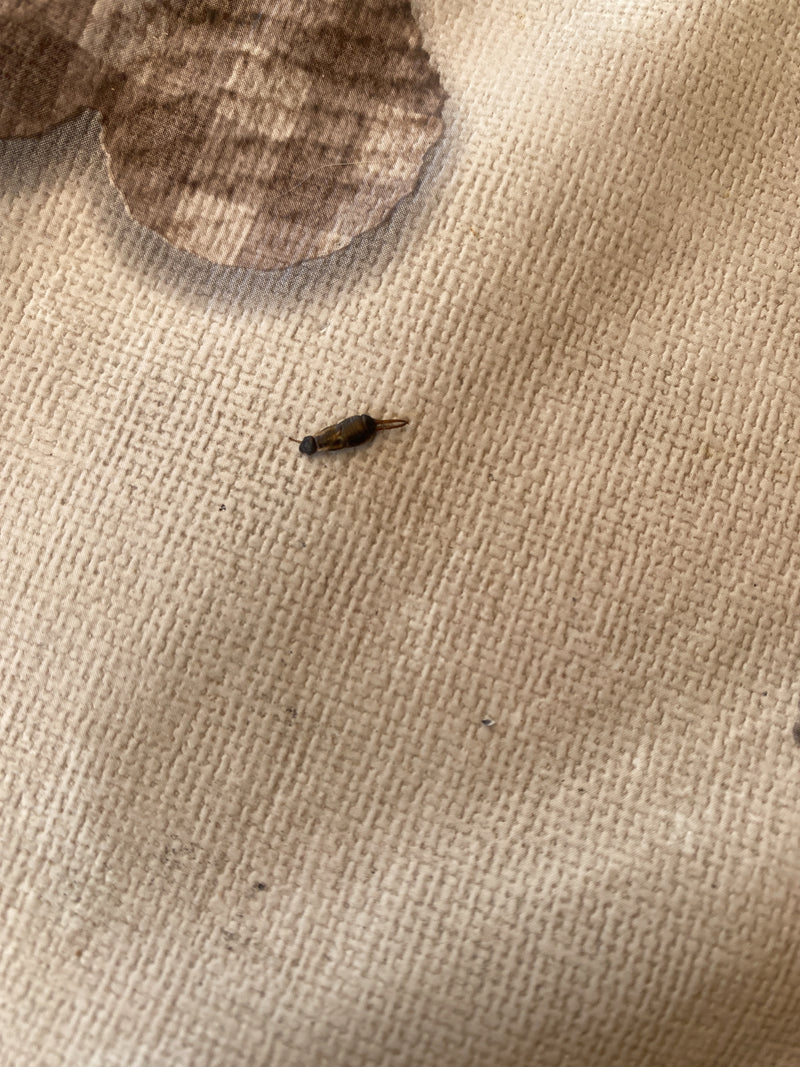 Un perce-oreille est posé sur une surface textile claire et texturée. Les pinces caractéristiques à l'arrière sont bien visibles.