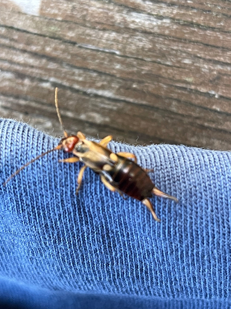 Un perce-oreille avec des pinces caractéristiques à l'arrière est assis sur un tissu bleu. L'insecte est bien visible par le dessus.