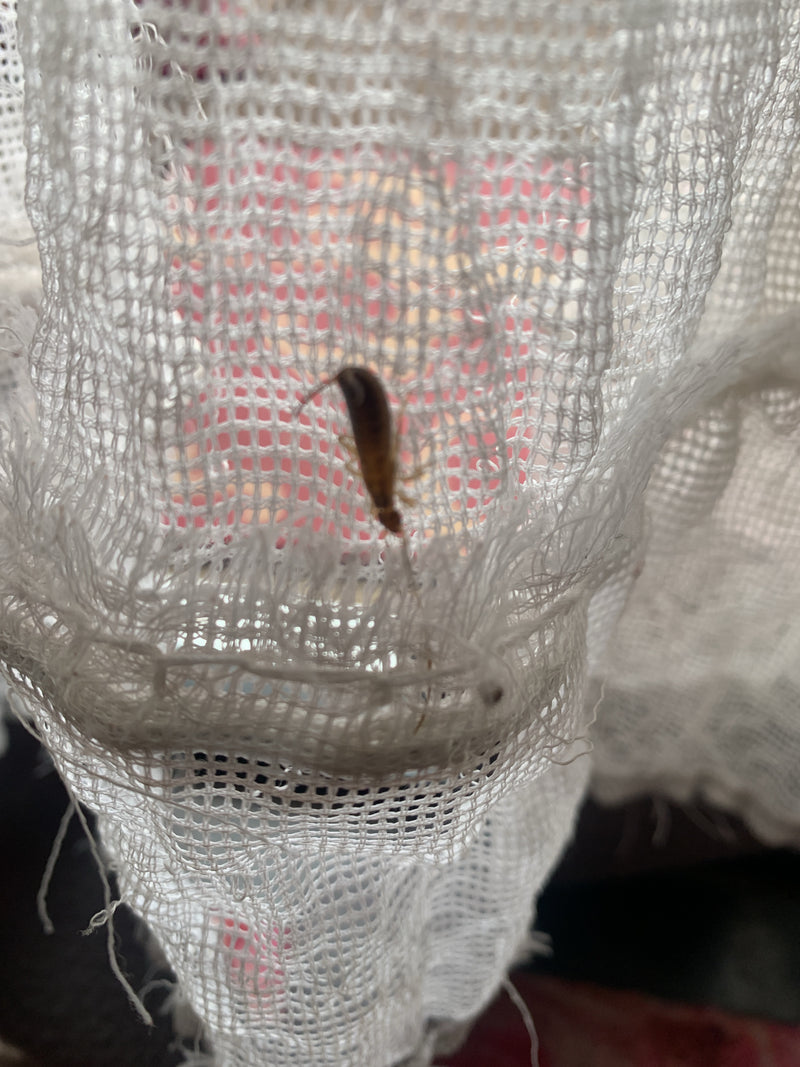 Un perce-oreille est assis sur un rideau blanc texturé. L'insecte est clairement visible.