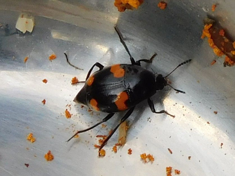 Gemeiner Pilzkäfer — photo 1 sur 1