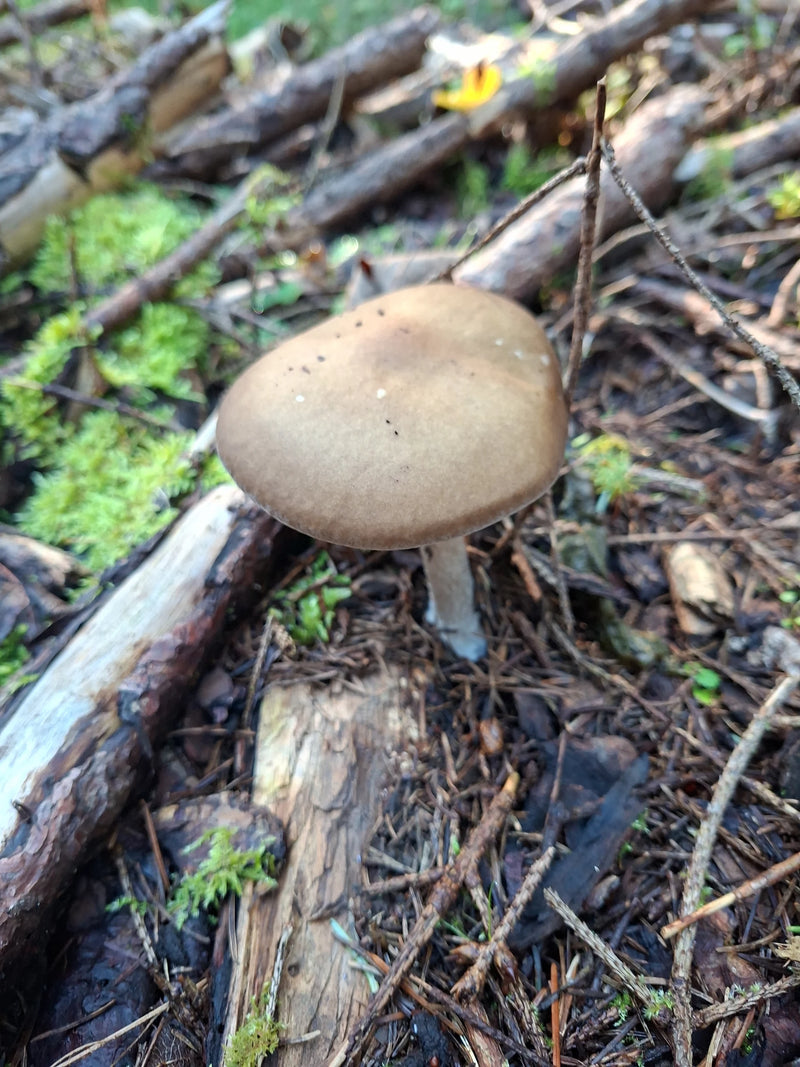 Un sporophore d'entolome livide pousse sur le sol forestier moussu au milieu du bois mort et de la litière d'aiguilles.