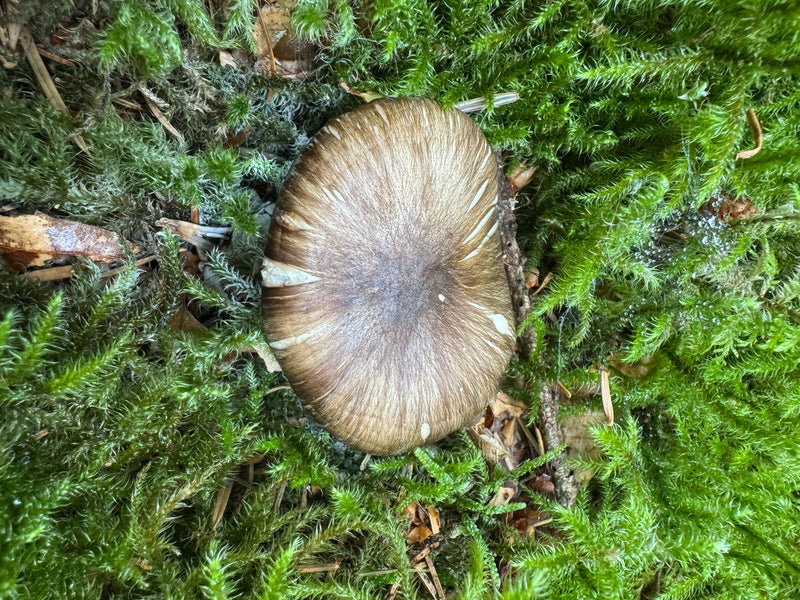 Le chapeau d'un entolome livide est visible d'en haut au milieu d'une mousse verte dense sur le sol forestier.