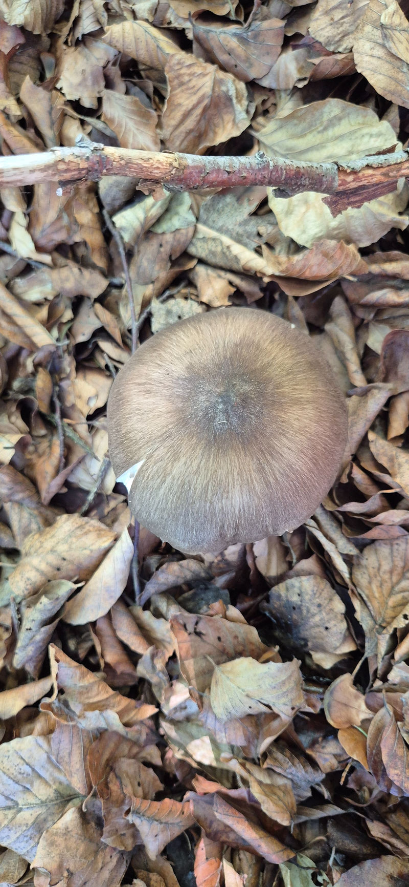 Le chapeau d'un champignon émerge au milieu de feuilles mortes de hêtre, photographié d'en haut.