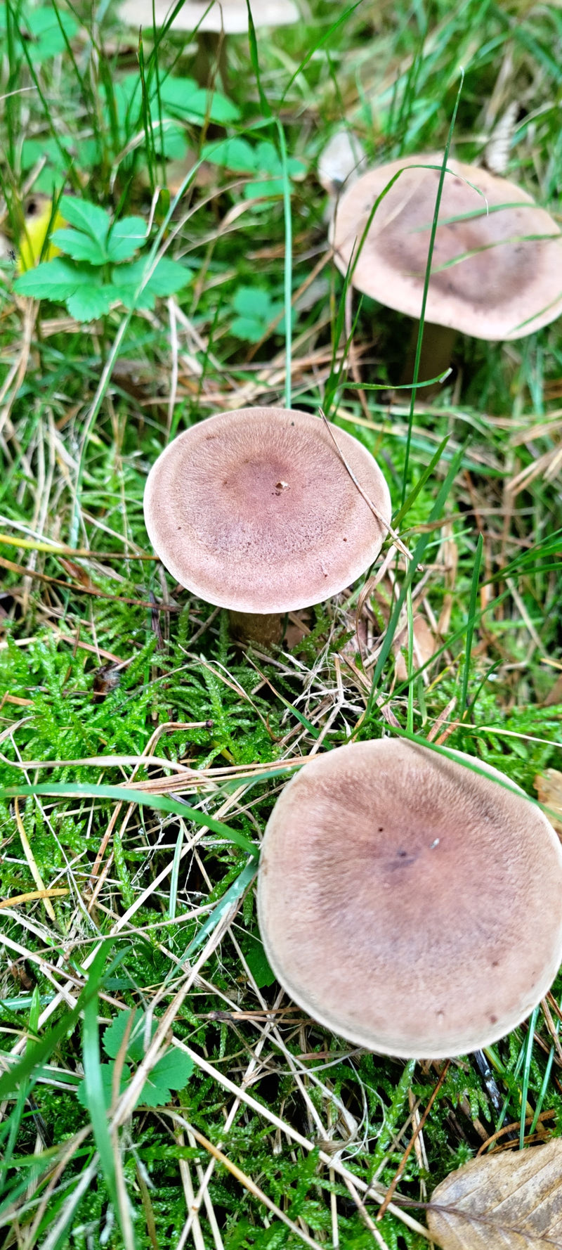 Plusieurs fructifications de l'entolome livide poussent sur un sol forestier herbeux et moussu.
