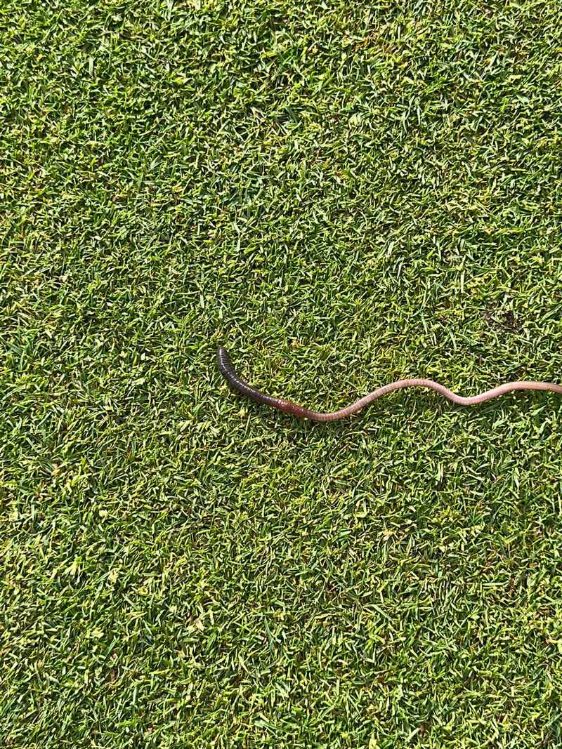 Un lombric commun repose sur une pelouse courte et est bien visible. Son corps vermiforme s'étend sur l'herbe verte.