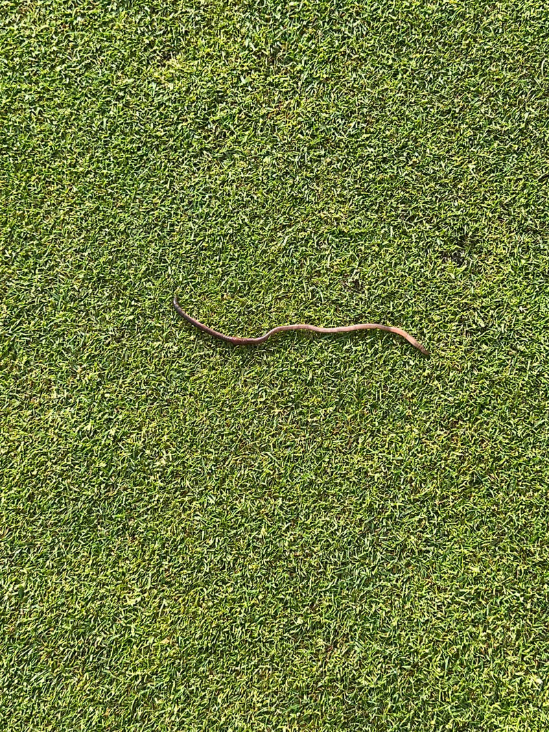 Un lombric est étendu sur une pelouse courte. L'animal est bien visible du dessus.