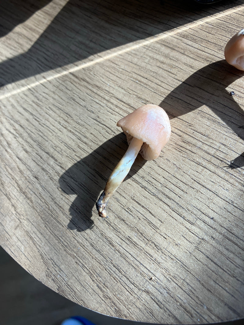 Casque de radis commun — Bild 1