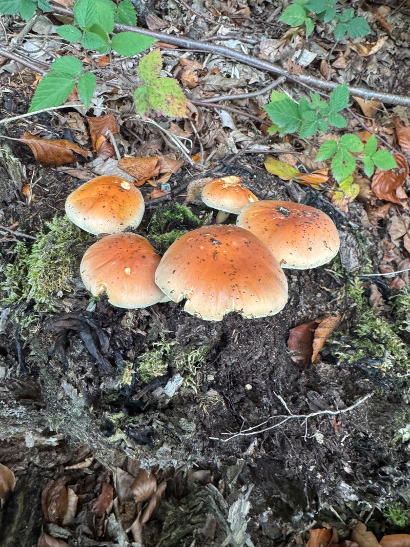Un groupe d'hypholomes fasciculés pousse sur du bois en décomposition au sol forestier.