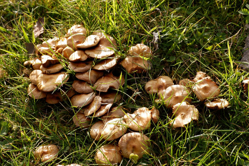 Un groupe dense de carpophores d'hypholomes en touffe pousse à travers une herbe ensoleillée.