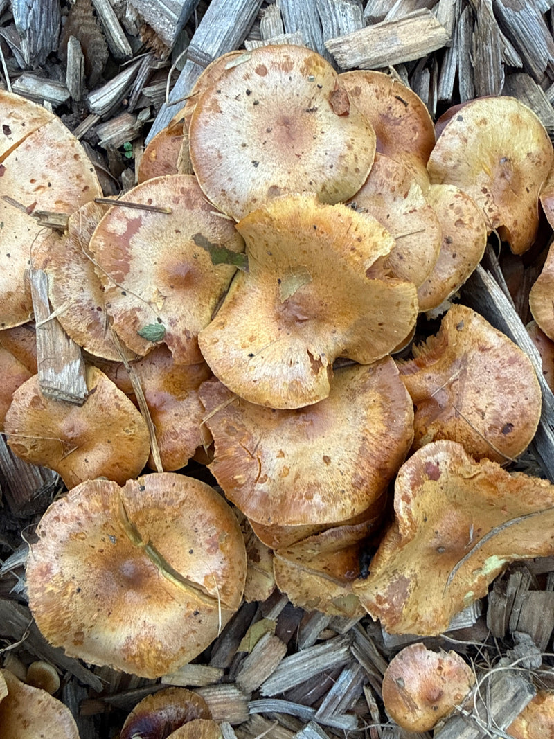 Un groupe dense de carpophores d'hypholome en touffe pousse sur du paillis de bois, vu du dessus.