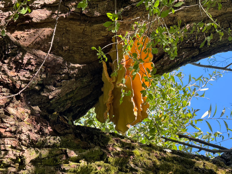Un sporophore jaune vif et orangé de polypore sulphuré pousse sur l'écorce d'un vieux tronc d'arbre. Des feuilles vertes et un ciel bleu sont visibles en arr...