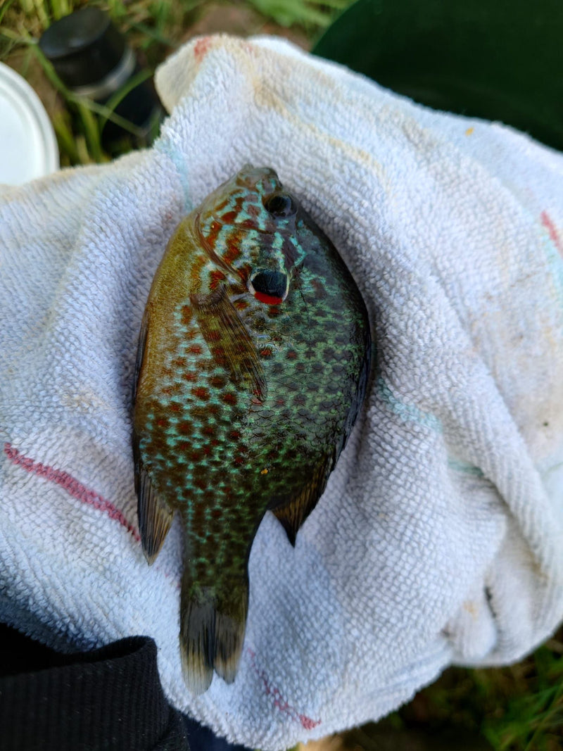 Poisson-lune commun — Bild 1