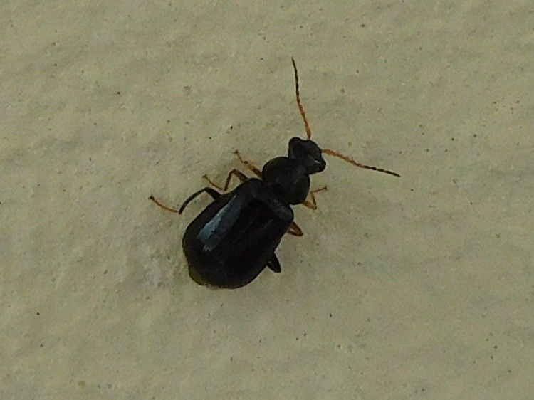 Gemeiner Staubkäfer — Bild 1