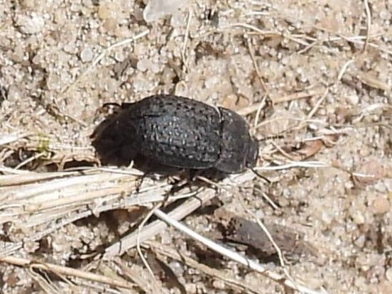 Coléoptère commun de la poussière — Bild 2