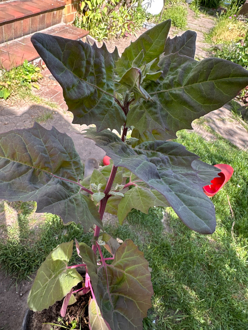 Datura commun — Bild 1