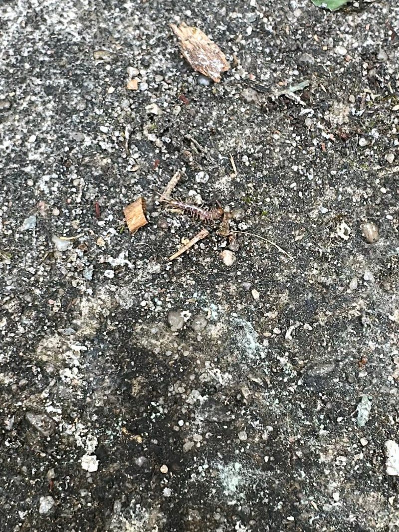 Une lithobie commune marche sur un sol pierreux et poussiéreux. L'animal allongé aux nombreuses pattes est bien visible.