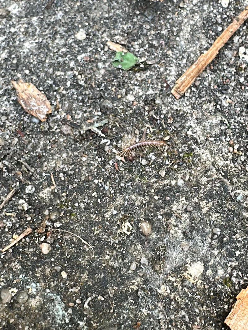 Un lithobie à pinces se déplace sur un sol pierreux. L'animal allongé à nombreuses pattes est bien visible.