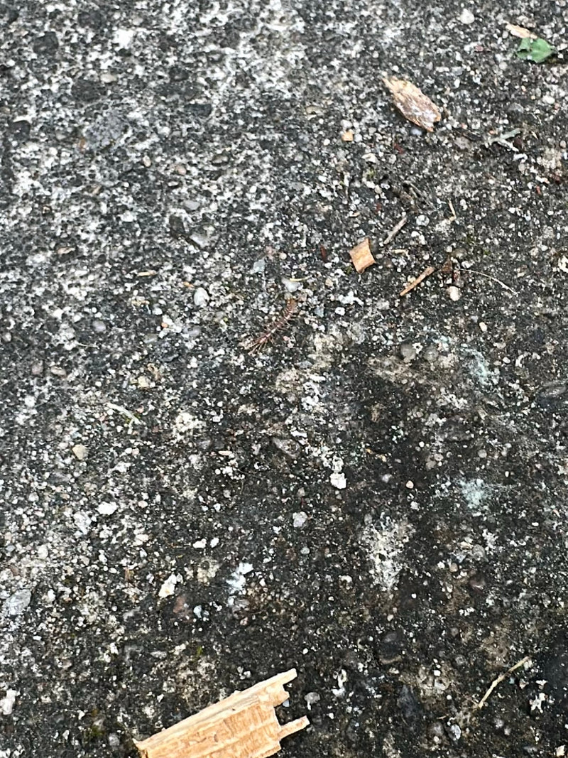 Une lithobie commune marche sur un sol en pierre grise. L'animal apparaît assez petit en raison de la distance.